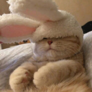 котак avatar
