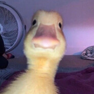 Mr Duck