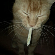 Jasper