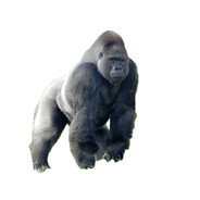 🐵🐒ape🍌🦍🦧