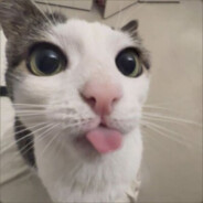 ฅ^•ﻌ•^ฅ