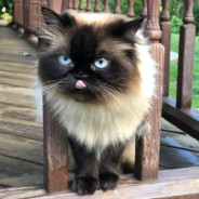 CDonFluffles