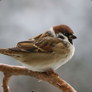Vorobey