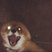 kon