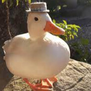 Detective Duck