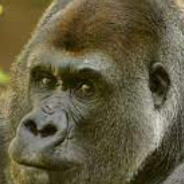 Not_monke_17