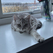 Aggermus