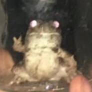 mongewse