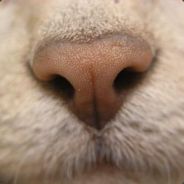 Steam profile picture for @ona