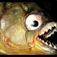 ATimidPiranha