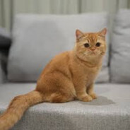 QQ