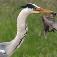 Tjøms
