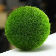 moss