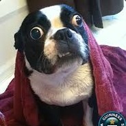 Cachorro_Zoiudo