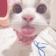 kitty