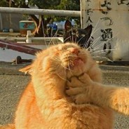 独角兽没有角角