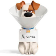 PERRO ENANO