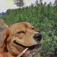 ✪ Dragon Lore avatar