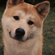 Akita The Pies