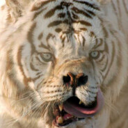 Richard Parker