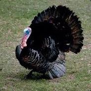 InsaneTurkey
