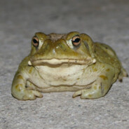 Toad