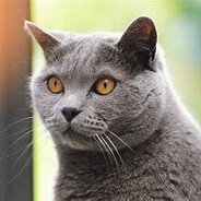 Katze