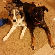 Pups002