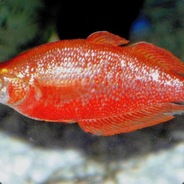 Salmon Red