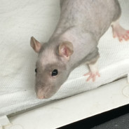 Rat Smoking Cigar