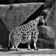 BlackGiraffe