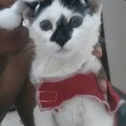 Kos