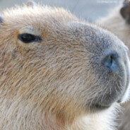 ElementoCapybara