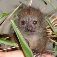 Kornaggen