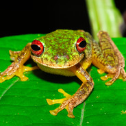 Gallifrog