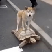 Stop Moving