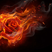 Shaded Rose