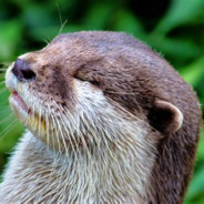 Otterpixxa