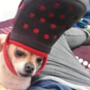 Bambino