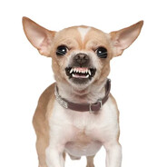 perro malo