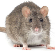 RAT