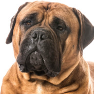 Bullmastiff