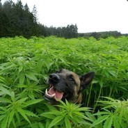 МИНУС ЛИЦО