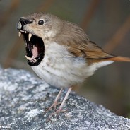 Finch