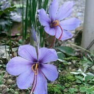 Saffron Crocus Bot