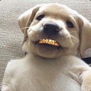 noob dog