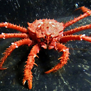 Tryad Crab
