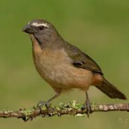 Trinca ferro