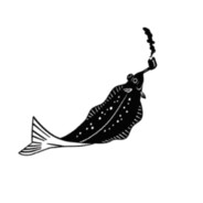 Halibut King