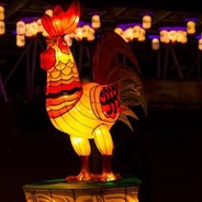chinese koka